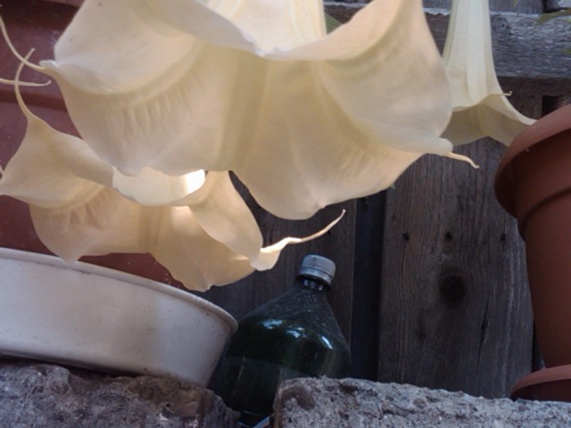 IMG00874-20120622-1121
