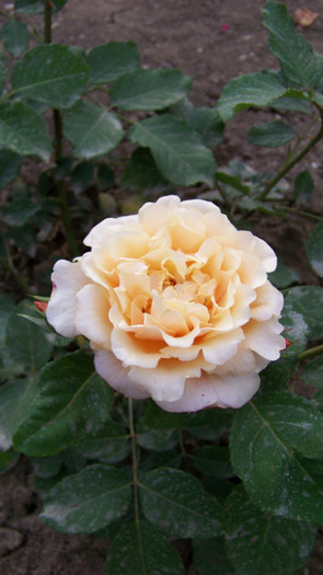 Caramella