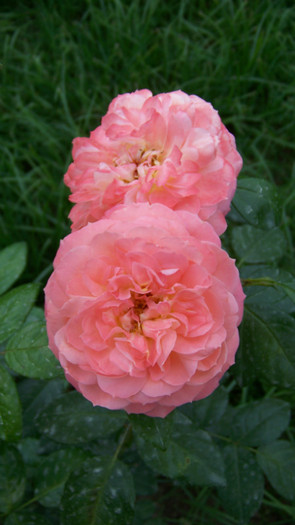 Queen of Hearts - Trandafiri 2012