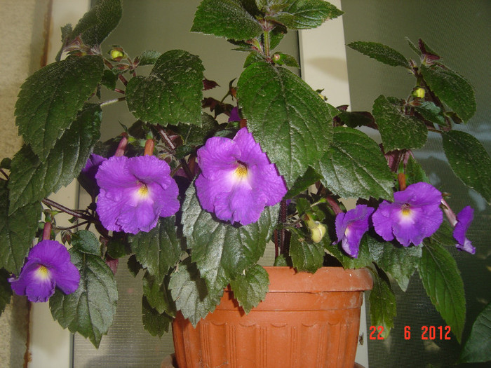 poze 1023 - 2011-2012 ACHIMENES