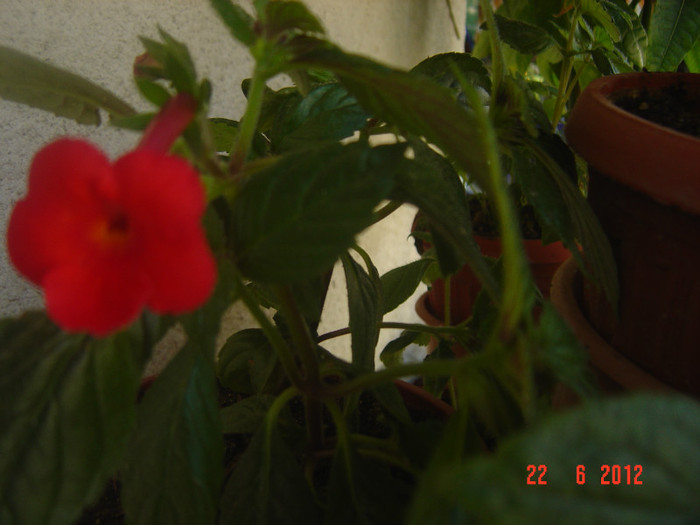 poze 1025 - 2011-2012 ACHIMENES