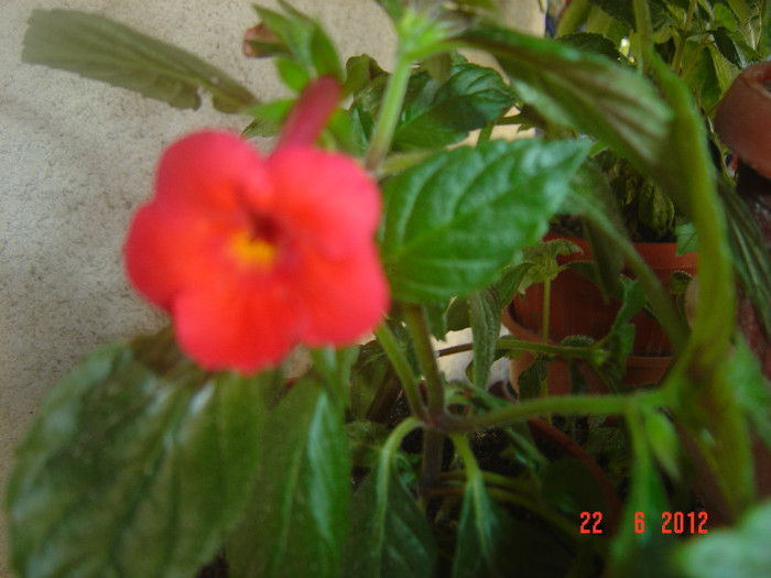 poze 1026 - 2011-2012 ACHIMENES