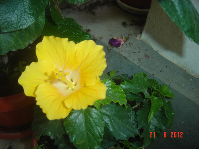 poze 1018 - 09-2012-HIBISCUS