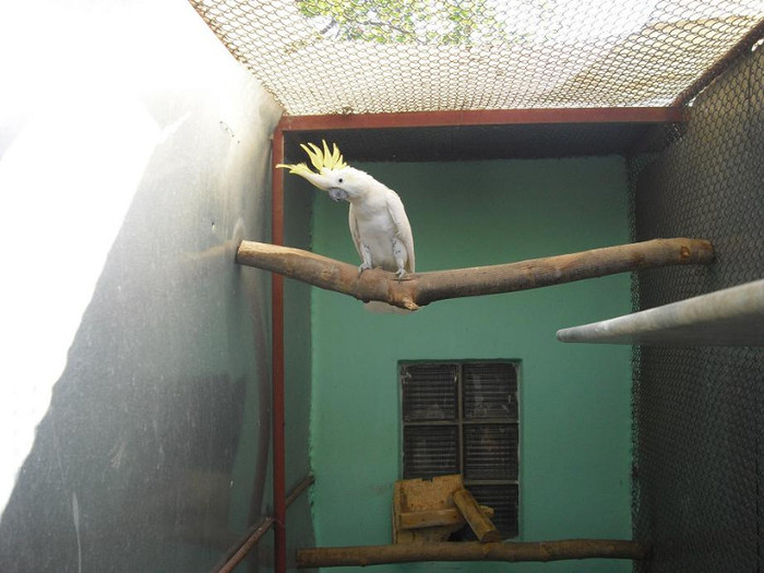 Kakadu cu mot galben - Papagali Kakadu