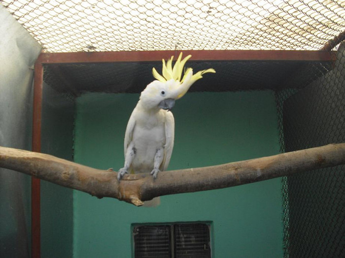 Cacadu cu mot galben - Papagali Kakadu
