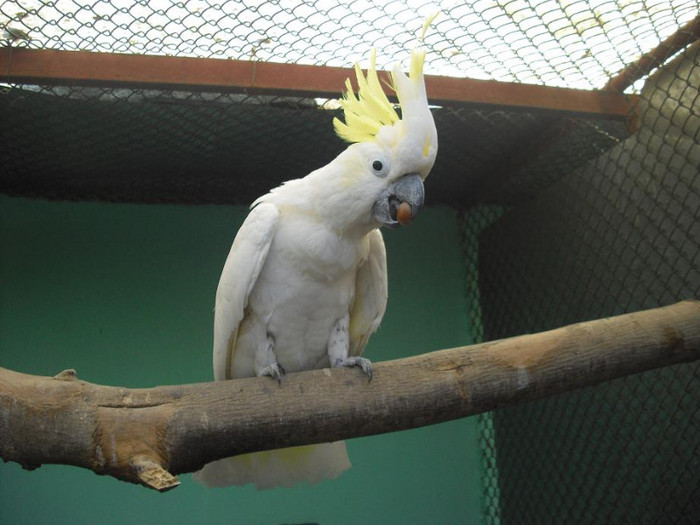 Papagali Cacatua; Papagali Cacatua
