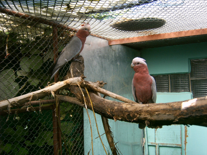 Kakadu roz - Papagali Kakadu