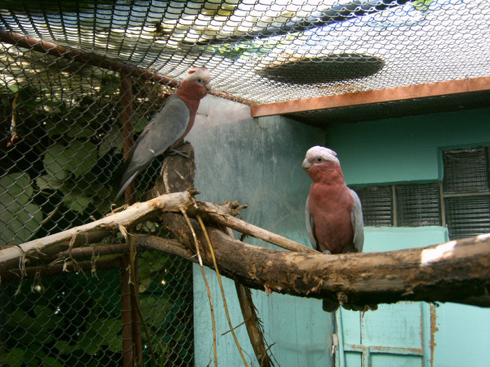 Roza kakadu - Papagali Kakadu