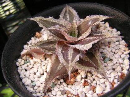 Cryptanthus lacerdae 'Menescal'