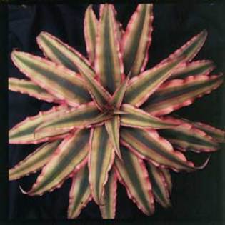 crypthanthus-pink-starlite- - V Amazing