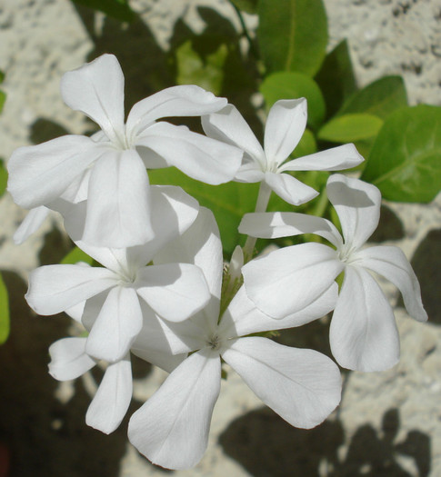 2012 - Plumbago alb