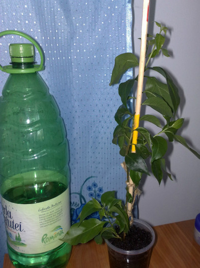 bouga lila, de la ramonna; de le-ar ambala toata lumea asa, ce bine ar fi.
