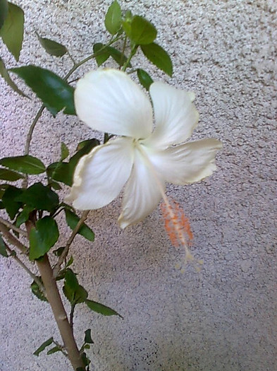 Imagine2565 - HIBISCUS-2012