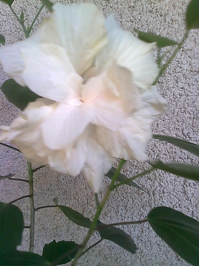 Imagine2562 - HIBISCUS-2012