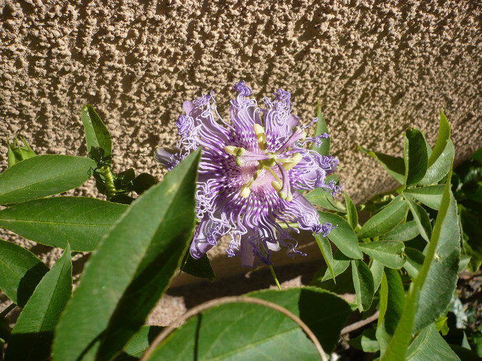 P1140936 - zzz-PASSIFLORA 2012-iesite din colectie