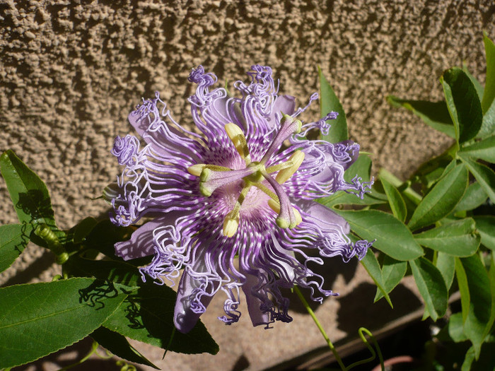 P1140937 - zzz-PASSIFLORA 2012-iesite din colectie