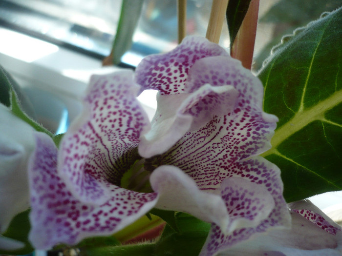 P1140952 - zzz-GLOXINIA 2012-iesite din colectie