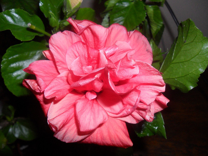 Hibiscus Suny Cities Toledo