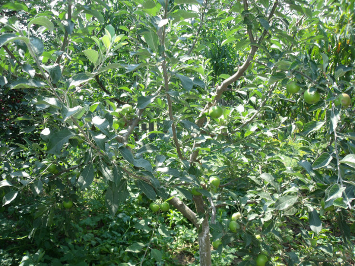 Picture 067 - de pe acasa