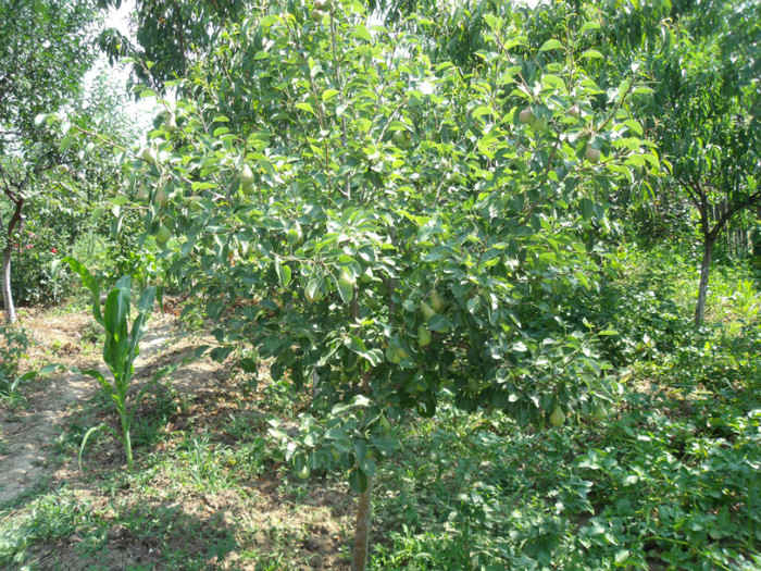 Picture 068 - de pe acasa