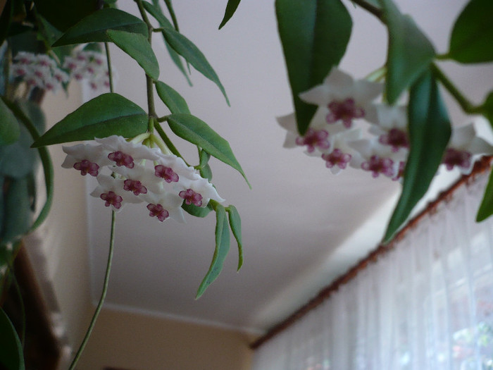 P1140983 - HOYA 2012