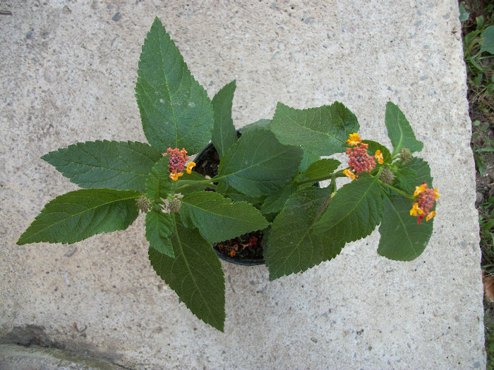 lantana