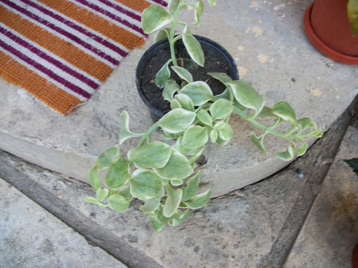 aptenia variegata