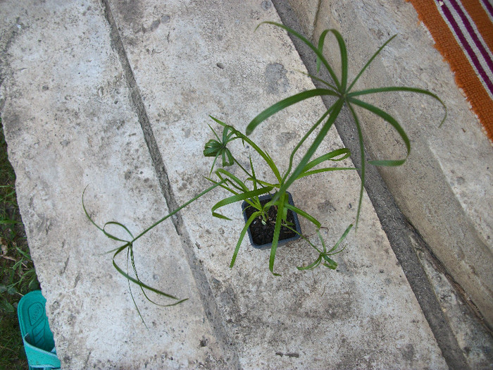cyperus - 1 ACHIZITII PLANTE 2012