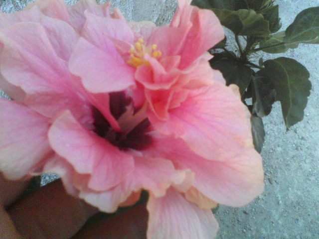 este cel primit de la sot