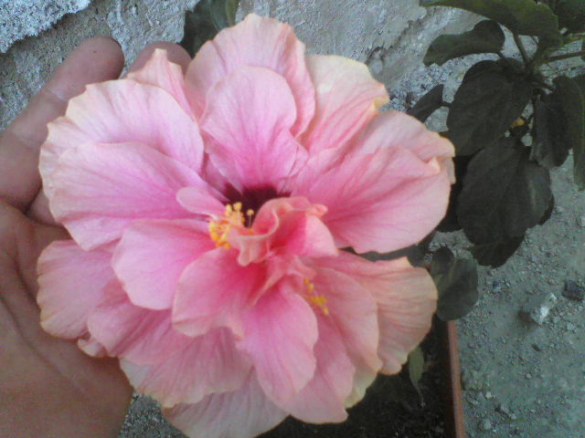 iar in varful ei sunt alte petale