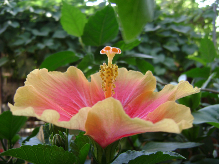 DSC08920