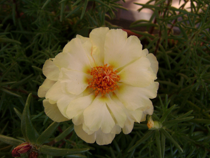 DSC08927 - Floarea de piatra - Portulaca grandiflora