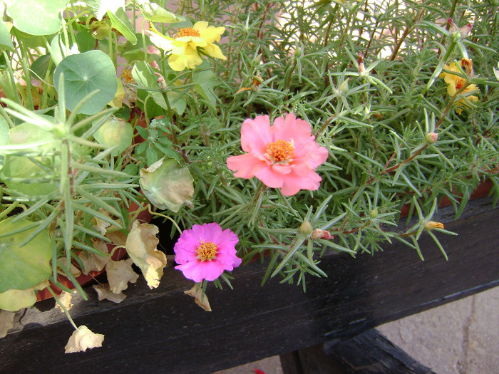 DSC08926 - Floarea de piatra - Portulaca grandiflora