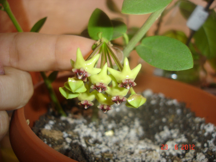 DSC04827 - Hoya Cumingiana