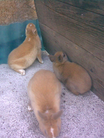 Imag168 - iepuri hermelin pitic de vanzare