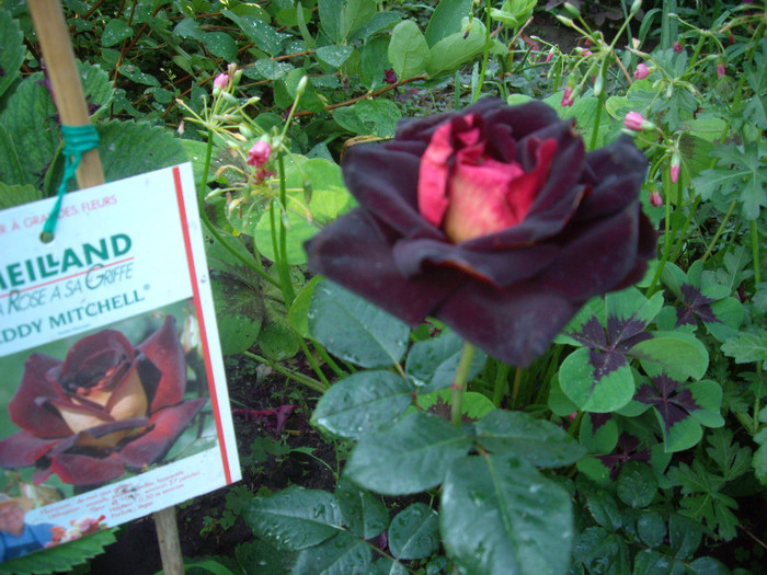 IMGP3275 - achizitii famous roses 2012-primavara