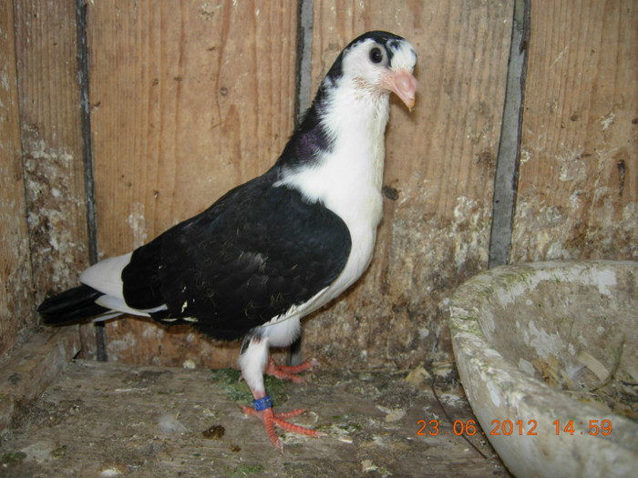 galatean