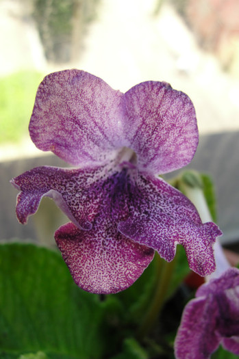 Hototosigu (Japonia) - Streptocarpus- am renuntat la ei