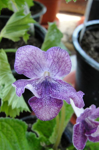 Hototosigu - Streptocarpus- am renuntat la ei