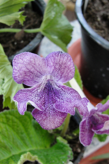 Hototosigu - Streptocarpus- am renuntat la ei