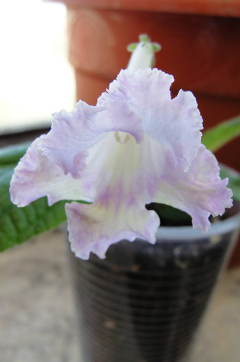 Irena - Streptocarpus Polonia- am renuntat la ei