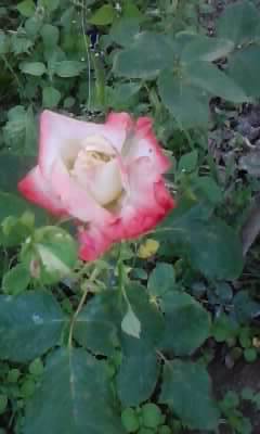 P180612_20.33_[01]
