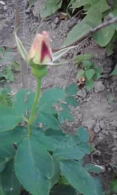 P180612_20.33_[04]