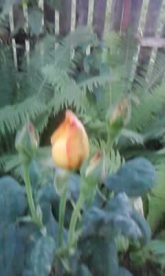 P180612_20.35_[02]