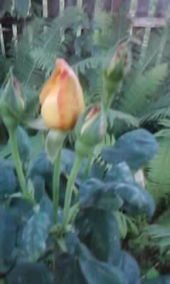 P180612_20.35_[03]