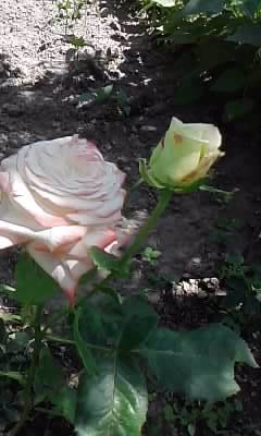 P220612_11.33_[04] - trandafiri 2012