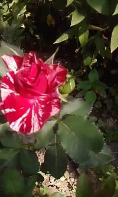 P230612_09.29 - trandafiri 2012