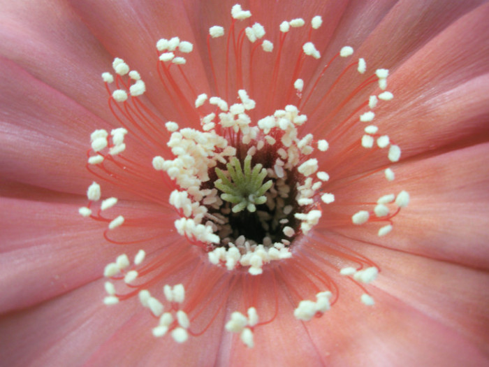 Infinity - staminele - Echinopsis