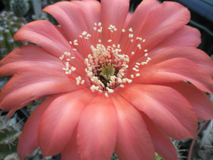 Infinity - dupa polenizare - Echinopsis