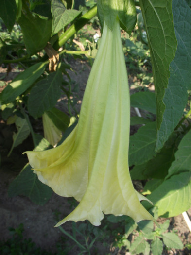 DSCF7769 - c-vara